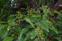 Syzygium travancoricum